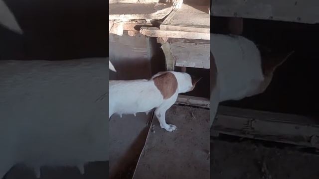 Четыре лапы Ташкент приют. Будни приюта 3 смотреть онлайн