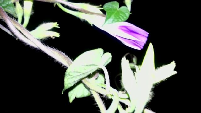 Вьюнок ночью смотреть онлайн