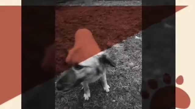 Моя 2 собачка смотреть онлайн