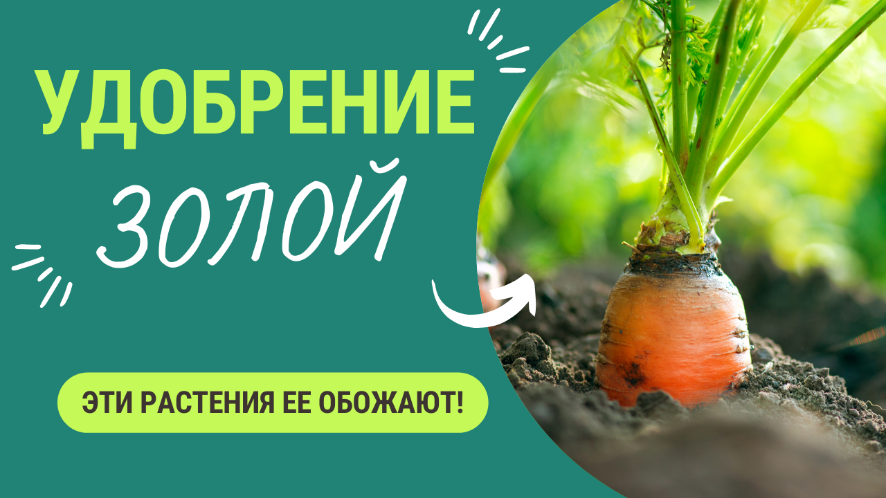 Растения, которые обожают золу. Обязательно подкормите! смотреть онлайн