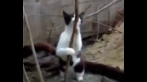 Видео котов и валерьянки  Кошки и валерьянка