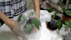 Размножение гибискуса черенками