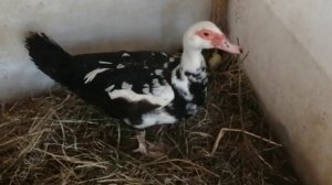 Индоутята// Оставлять под уткой или забирать в брудер?