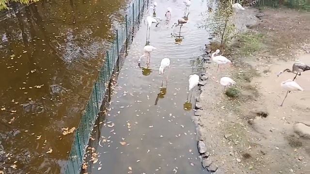Поездка в Ростов-на-Дону. Зоопарк, катаемся на теплоходе по Дону. 21.10.2023 смотреть онлайн