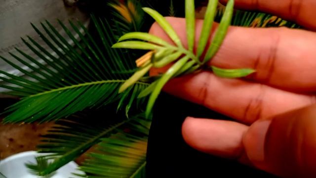How to harvest Sago palm pups || How to grow and care of Cycas || Kangi palm смотреть онлайн