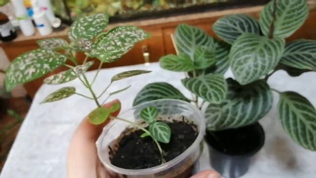 Хамерантемум