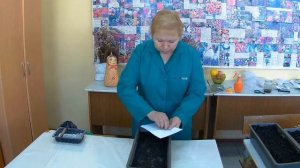 Агератум выращивание из семян. Когда и как сажать Агератум.