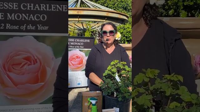 Introducing the Rose of the Year • Princesse Charlene de Monaco with Sarah Smith смотреть онлайн