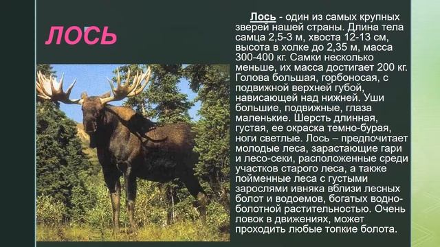 Животные обитатели леса смотреть онлайн