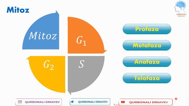 Mitoz || Митоз смотреть онлайн