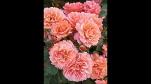 Розы флорибунда, особенности роз флорибунда, достоинства.