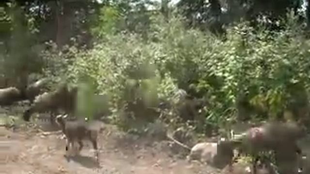 Бараны смотреть онлайн