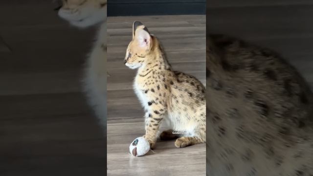 Саванна ф1 НР #cats #cat #animal #kitten #саванна#саваннакошка#саваннаф1#savannahf1#savannahcat смотреть онлайн