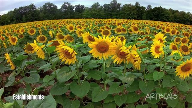 Демо ролик для проверки улучьшайзеров на TV смотреть онлайн