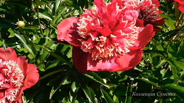 Растения и мода