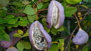 Акебия - шоколадная лиана