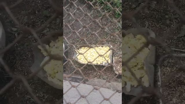 Кормлю гусят вареными яйцами едят с удовольствием. смотреть онлайн