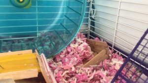 Как ухаживать за джунгариками в домашних условиях? ВСЕ О ВИДЕ/Хомки/Хомяки джунгарики