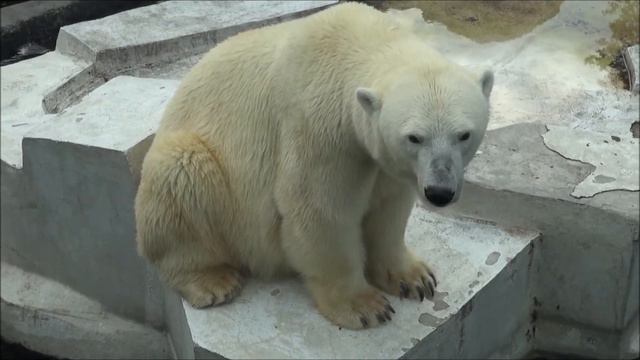 A variation in Simona's facial appearance at Moscow Zoo, Russia смотреть онлайн