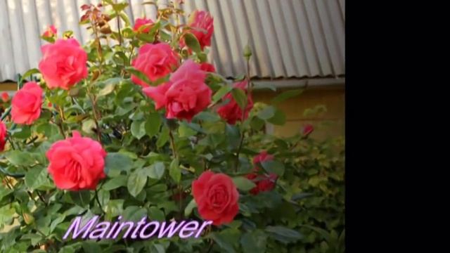 Мои розы 2012 смотреть онлайн