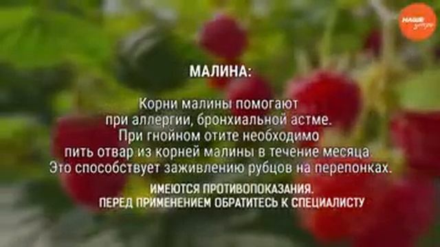 Ягода малина смотреть онлайн