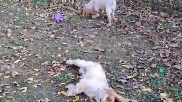 продажа английский кокер спаниель Крым недорого есть доставка+79787402855 привиты, документы смотреть онлайн