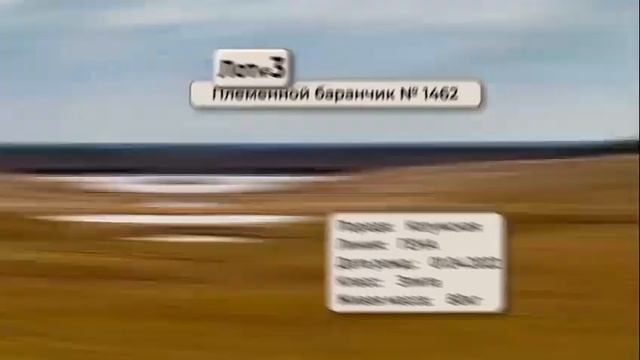 СХП «Катумы» представляют на VI аукцион племенных животных баранчиков-годовиков катумской породы. смотреть онлайн