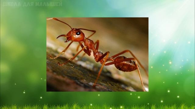 НАСЕКОМЫЕ для ДЕТЕЙ / Учим НАСЕКОМЫХ для самых маленьких / Развивающие мультики смотреть онлайн