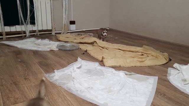 ЩЕНКИ ХАСКИ меня Встречают смотреть онлайн