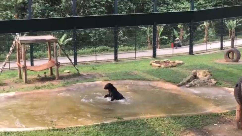Медведь плещется в бассейне впервые за долгое время смотреть онлайн