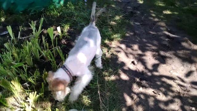 (102) Тримминг жесткошерстного фокстерьера в домашних условиях * МАМА VS Jessica смотреть онлайн