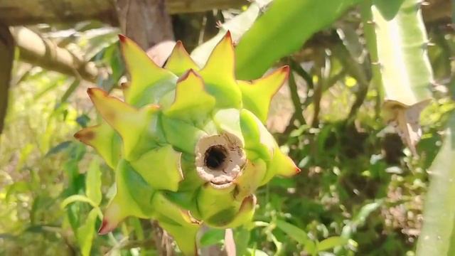 |Buhay sa Probinsya| смотреть онлайн