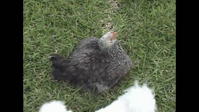 Chicken Lover смотреть онлайн