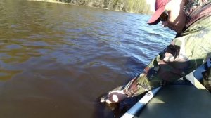 Щука весной . Ловля на крупные силиконовые приманки.