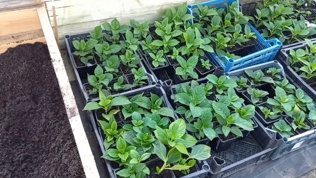 Гортензия крупнолистная! А что делать дальше? Отвечаю на вопросы. смотреть онлайн