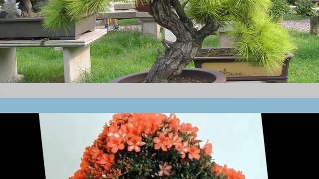 Декоративноре дерево бонсай Японское искусство бонсай смотреть онлайн