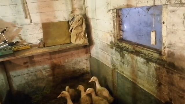 Утки АГИДЕЛЬ 5 недель