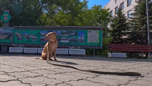 Питбультерьер (Pitbull Terrier) — 3 х часовая прогулка смотреть онлайн