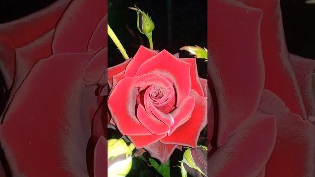 Вечерние розы. смотреть онлайн