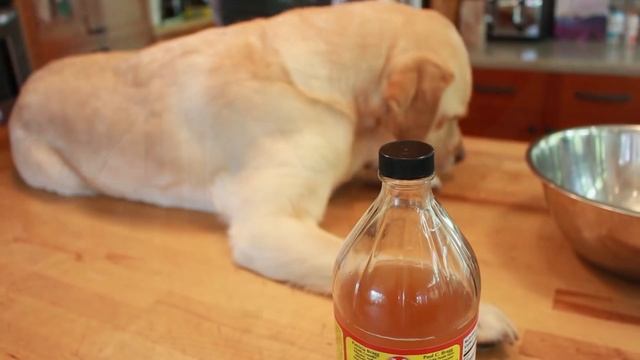 Dog Excessive Paw Licking: Stop It With Natural Recipe смотреть онлайн
