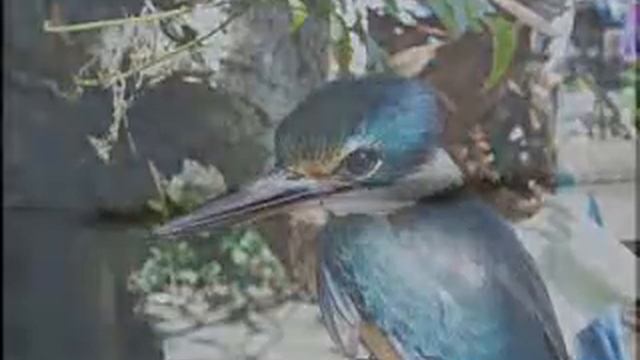 Tours-TV.com: Nature of Solomon Islands смотреть онлайн
