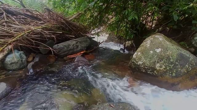 BEAUTIFUL NATURE SOUNDS AND BIRD SOUNDS FOR STRESS RELIEF,ASMR смотреть онлайн