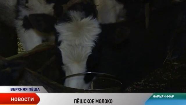 Пёшский животноводческий комплекс готов подвести итоги первого года работы смотреть онлайн