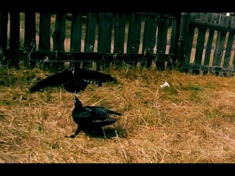 Черные вороны танцуют лезгинку. смотреть онлайн