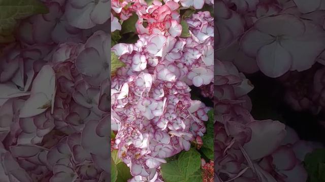 hydrangea macrophylla plant смотреть онлайн