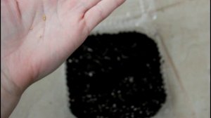 Торения. Семена взошли все. Посев семян. Всходы.__Валентина Земскова.