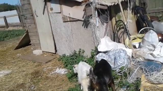 Томасу 48 дней🐐 смотреть онлайн