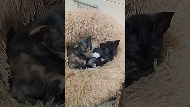 уральский рекс