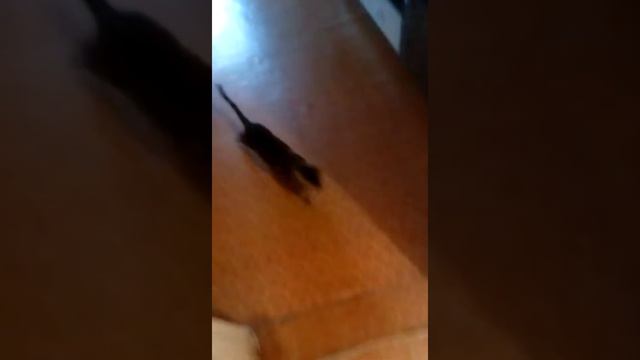 Бенгальский кот " Ну по играй со мной"))) смотреть онлайн