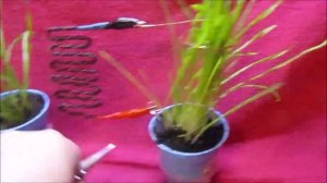 ПЛАЗМЕННАЯ ЭЛЕКТРОГРЯДКА